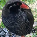nanigashi_sato