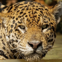 avatar Festive Fred 🎄