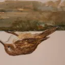 sakytwei