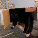 avatar !Tattooed Woman