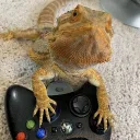 scandaloussquid