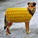 corndog3235