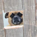 mygmoo