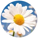 daisyyyflower