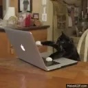 dropalltables