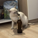 avatar Ari Hemingway