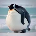 pkhq