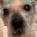 a discord avatar