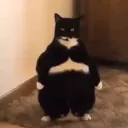 onecrispycritter