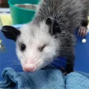 jordos