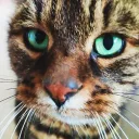 squererl