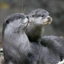 welcometotheotter