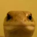 thewhistlerdude
