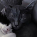 avatar 𝕬𝖘𝖒𝖔𝖉𝖊𝖚𝖘 ☆