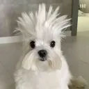 officialfren