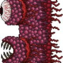 avatar Wall Of Flesh