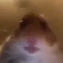 arsik_barsik