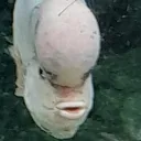 tanhr