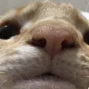 kittnt