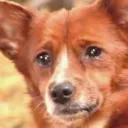 beamishcorpse940467