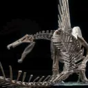 taliraptor
