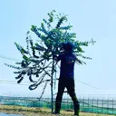 shion_botanical