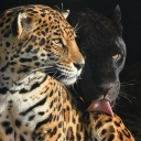 avatar eva ♡⋆   .  ˚