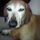 noodles_wiener