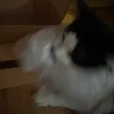 shelvf