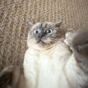 avatar Ella