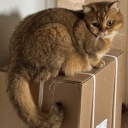 avatar JessicaPortugal