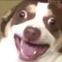allpanicnodiscoaaaaaa