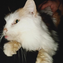 gato_r125