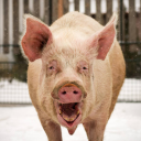 avatar HeulschtJetzt