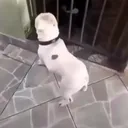 oski_14