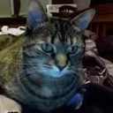 Cat Follower
