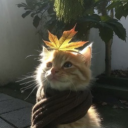 avatar ℭ𝔥𝔩𝔬𝔢 ❀