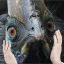 bjoran_identity
