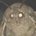 moth_y