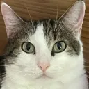 acat77