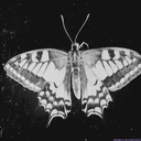 Avanna — Discord avatar