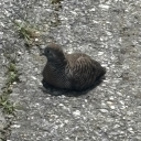 avatar หล่งก๊ง