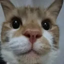 glaivelover972 avatar