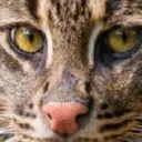 catjedi27