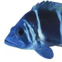 hikam_kam