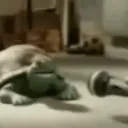 masterofturtles