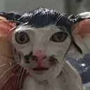 xentan
