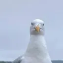 partickaf