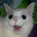 mangolocoo23