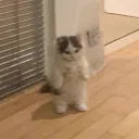 concealcarryboi